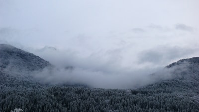 白天被雾笼罩的树和山